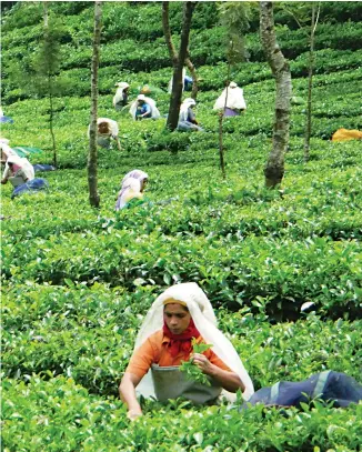  ??  ?? Most tea gardens in Kerala are old. Growers are reluctant to replant the gardens both during price boom and price crash