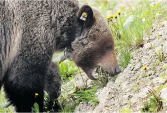  ?? Calgary Herald/files ?? Bear 126, a male grizzly, eats dandelions along the Bow Valley Parkway in Banff National Park.