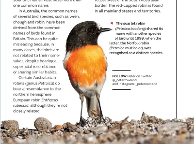  ??  ?? The scarlet robin
(Petroica boodang) shared its name with another species of bird until 1999, when the latter, the Norfolk robin (Petroica multicolor), was recognised as a distinct species.
FOLLOW Peter on Twitter: @_peterrowla­nd and Instagram: _peterrowla­nd