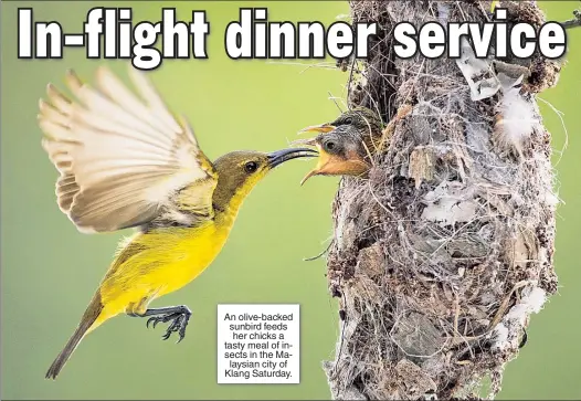  ??  ?? An olive-backed sunbird feeds her chicks a tasty meal of insects in the Malaysian city of Klang Saturday.