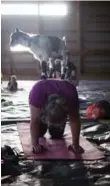  ?? RENATA VALZ ?? Full Circle Ranch offers goat yoga classes for $20 every Wednesday.