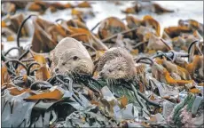  ?? Photo Richard Shucksmith ?? Two otters can be seen on a bed of kelp. Spraints provide important clues about their diets.