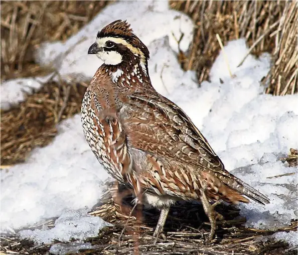  ??  ?? Scientists studying plant life around the extinction event that killed the dinosaurs have made a surprising discovery: Out of all the birds living at the time, only the ground-dwelling species, such as the quail, survived. — Mike Blair/Kansas City...