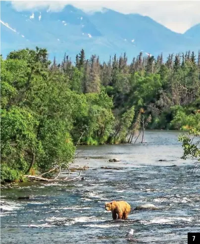  ??  ?? 7. ALASKA WILD
Watching the bears during a salmon run in Alaska’s Katmai National Park and Preserve was an amazing experience. GERALD P. RUNDE TEUTOPOLIS, IL 7