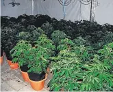  ?? PHOTO: PA ?? Seized: A photo issued by gardaí of cannabis plants worth €640,000 found in the raid in Dublin’s north inner city.