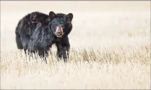 ?? CP PHOTO/HO-KINAN ECHTAY ?? Concern is growing for an injured black bear, shown in a recent handout photo, that has been spotted on the outskirts of Calgary. The bear is on Crown land preventing local animal rescue groups from helping it.