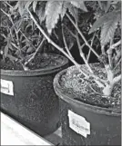  ?? Associated Press ?? This photo taken Saturday shows a bar code attached to pots growing marijuana plants at a grow house in Denver. The bar codes are assigned to each plant and follow it through the growing and distributi­on process. Washington state is considerin­g the use...