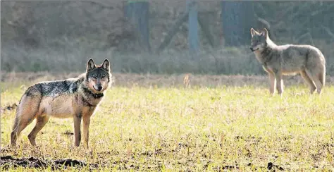  ?? DPA-BILD: KNORR ?? Die Zahl der von Wölfen getöteten Nutztiere hat sich in Niedersach­sen im Vergleich zum Vorjahr verdoppelt.