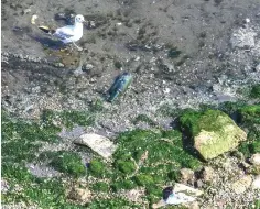  ??  ?? A gull walks on the shore of the Caspian Sea in Baku.