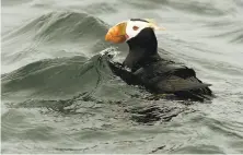  ?? Michael Macor / The Chronicle 2011 ?? A tufted puffin floats near the Farallone Islands, which boast some of the richest marine life habitat off the West Coast.