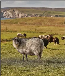  ?? The New York Times/ANDY HASLAM ?? A native sheep surveys its surroundin­gs on a farm in the Shetland Islands of Scotland. Sheep — and wool — are in abundance on the remote islands.