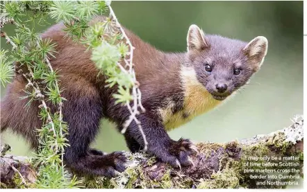  ??  ?? It may only be a matter of time before Scottish pine martens cross the border into Cumbria
and Northumbri­a.