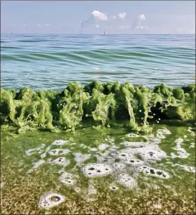  ?? CONTRIBUTE­D ?? Toxic cyanobacte­ria from a harmful algal bloom turned western Lake Erie water green at the Maumee Bay State Park beach in Oregon, Ohio, last summer.