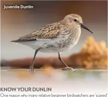  ??  ?? Juvenile Dunlin