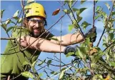  ?? INGO GLASE ?? Arne Busch aus Burscheid in NRW, Absolvent der Baumschnit­tschule in Erfurt-Büßleben, führte fachgerech­ten Baumschnit­t vor.