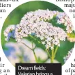  ??  ?? Dream fields: Valerian brings a floaty romantic feel to a garden