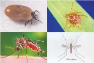  ?? SOURCE: CENTERS FOR DISEASE CONTROL AND PREVENTION ?? Clockwise from top left are the top culprits for disease transmissi­on: The deer tick, the American dog tick, the Culex pipiens mosqutio, and the Aedes Aegypti mosquito.