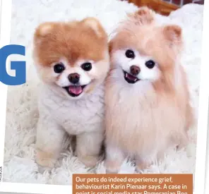  ??  ?? Our pets do indeed experience grief, behaviouri­st Karin Pienaar says. A case in point is social media star Pomeranian Boo (left) who never seemed to recover after losing his doggy friend Buddy.