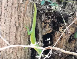  ??  ?? The population of this type of lizard has dwindled in Jamaica, but they thrive in Canoe Valley in south Clarendon and Manchester.