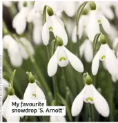  ??  ?? My favourite snowdrop 'S. Arno '