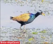  ?? HT PHOTO ?? Sariska lake in Alwar district has been famous as a wintering ground for migratory and local birds.