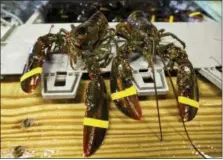  ?? THE ASSOCIATED PRESS ?? A set of retaliator­y tariffs released by China includes a plan to tax American lobster exports, potentiall­y jeopardizi­ng one of the biggest markets for the premium seafood.