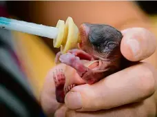  ??  ?? 2x foto: Lesy Hlavního města Prahy
Zvýšený ruch v parcích a lesích nesvědčí veverčím mláďatům. Ošetřovate­lé v jinonické stanici odchovali i osiřelá sedmerčata.