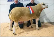  ?? ?? CHAMPION TEXEL from Lands Farm sold for £3200