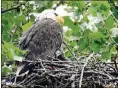  ?? PHOTOS COURTESY OF JIM WELLER ?? LEFT: One of Orv and Willa’s eaglets was photograph­ed in late May. Although it hatched April 26, it took weeks before it was large enough, strong enough and agile enough to peek over the edge of the nest.