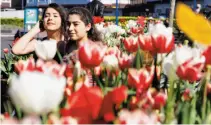  ??  ?? Top: Thousands of colorful tulips have been planted along Pier 39 for the annual Tulipmania festival. Above: Nazanim Kay (left) and Niki Mah sit among beds of tulips soaking in the sun at Pier 39.