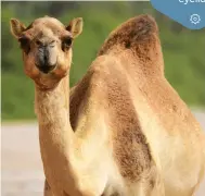 Do Camels Store Water in Their Humps?