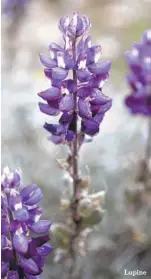  ??  ?? Lupine