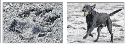  ?? O’MEARA / ASSOCIATED PRESS ?? Sarah Ranes (above) of Safety Harbor prepares to throw a tennis ball to Strider on a dogfriendl­y beach at Fort DeSoto Park in St. Petersburg, Fla. With miles of sandy beaches, winter sunshine and a laid-back vibe, there’s no reason to leave your...