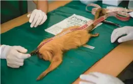  ?? BRUNA PRADO/AP PHOTOS 2022 ?? A golden lion tamarin is measured before it is inoculated at a laboratory run by the Golden Lion Tamarin Associatio­n in Brazil’s Rio de Janeiro state.