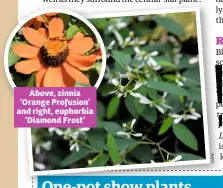  ??  ?? Above, zinnia ‘Orange Profusion’ and right, euphorbia ‘Diamond Frost’