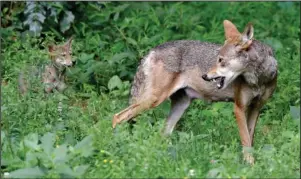  ?? The Associated Press ?? RED WOLVES: In this June 13, 2017, file photo, a red wolf female peers back at her 7-week old pup in their habitat at the Museum of Life and Science in Durham, N.C. A pack of wild canines found near the beaches of the Texas Gulf Coast have led to the discovery that red wolves, or at least an animal closely aligned with them, are enduring in secluded parts of the Southeast nearly 40 years after the animal was thought to have become extinct in the wild.