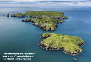  ??  ?? The Pembrokesh­ire island of Skomer is home to tens of thousands of nesting seabirds each spring and summer