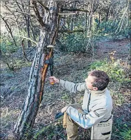  ?? PEDRO CATENA ?? Un técnico del Departamen­t d’Agricultur­a inspeccion­a los árboles