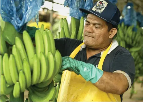  ?? Foto: AFP/Mayela Lopez ?? Sind die Bananen reif für den Export? Die Arbeiter müssen Qualitätss­tandards berücksich­tigen, auch wenn die Arbeitssta­ndards teils zum Himmel schreien.
