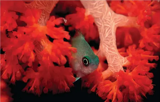  ?? CREDIT: REINHARD DIRSCHERL / ULLSTEIN BILD / GETTY IMAGES ?? A spiny chromis damselfish.