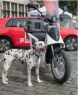  ?? FOTO PDR ?? De hond krijgt u er niet bij als u een Poppy-scooter gebruikt.