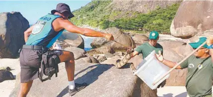  ?? DIVULGAÇÃO REPRODUÇÃO ?? Patrulha Ambiental retirou duas jiboias, de cerca de dois metros, das pedras da Prainha, no Recreio. Denúncias são feitas pelo 1746 da prefeitura