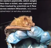  ?? WISCONSIN DEPARTMENT OF NATURAL RESOURCES ?? An eastern pipistrell­e, which weighs less than a nickel, was captured and then tracked by scientists as it flew across western Wisconsin.