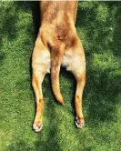  ?? Photograph: TeamJackso­n/Getty Images/iStockphot­o ?? Splooting is a popular trick among mammals to help them keep cool.