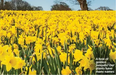  ??  ?? A host of golden . . . jonquils? Our plants have many names