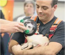  ?? CHRISTINNE MUSCHI ?? Firefighte­r Sebastien Masse holds Harley as an oxygen mask is placed over his head Friday as the associatio­n des pompiers de Montréal announced it is donating 100 animal survival kits to the Montreal Fire Department to help save the lives of animals...