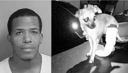  ?? OSCEOLA COUNTY SHERIFF’S OFFICE ?? Sonny Abreu, left, faces multiple charges after an alleged robbery attempt in which 9-month-old Chihuahua Lola, right, suffered a leg injury.