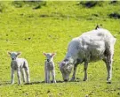  ??  ?? Spring lambs in Cornwall Park.