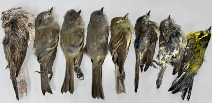  ??  ?? Dead birds from the Sandias Sept. 14. From left to right are a Vesper sparrow, five Empidonax flycatcher­s, and a Townsend’s warbler. Photo by Jenna Mccullough.