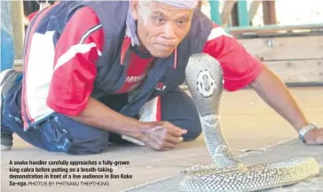  ?? PHOTOS BY PHITSANU THEPTHONG ?? A snake handler carefully approaches a fully-grown king cobra before putting on a breath-taking demonstrat­ion in front of a live audience in Ban Koke Sa-nga.